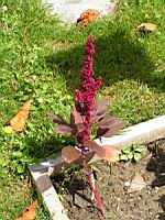 Amarante (4) (Photo F. Mrugala)